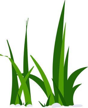 Green grass isolated on transparent background