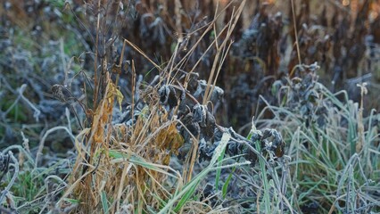 Meadow Plants and Grass Covered in Rime Ice Hoarfrost on Cold Morning