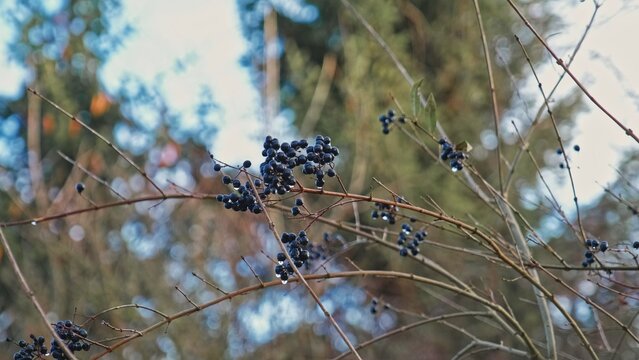Morning Dew Drops on Black Berries of Frangula Alnus Alder Glossy Breaking Buckthorn Shrub