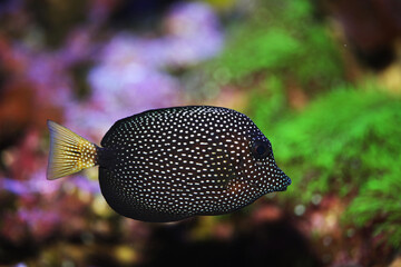 Rare and expensive ornamental fish Gem tang or White spotted surgeonfish (Zebrasoma gemmatum)  