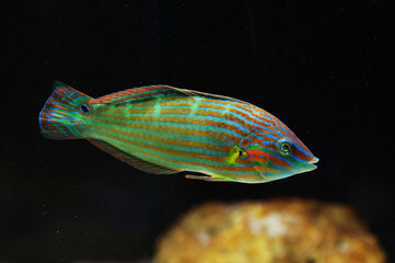 Tail spot wrasse (Halichoeres melanurus)