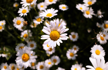 Gelb, weiße Margeriten Blüten von oben in einer Wiese.