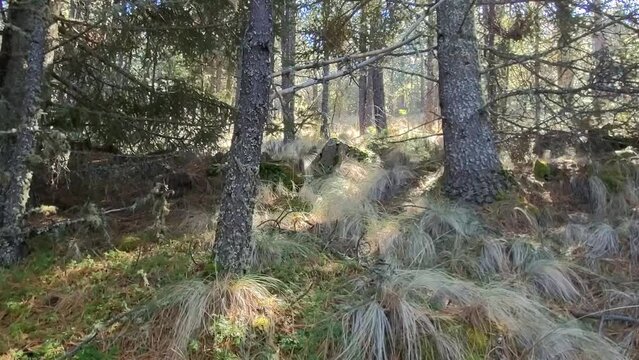 Bosque de monta&ntilde;a, Cofre de Perote