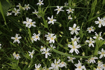 Stellaria holostea - Rabelera holostea - greater stitchwort - greater starwort - addersmeat