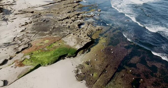 Birds Eye view of orange and green marine life in the tide pools at low tide