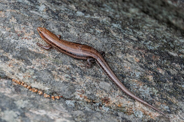 Salamander Basking in the Sun, Shenandoah National Park Virginia USA, Virginia