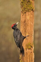 Black woodpecker, Dryocopus martius perched on old dry branch.