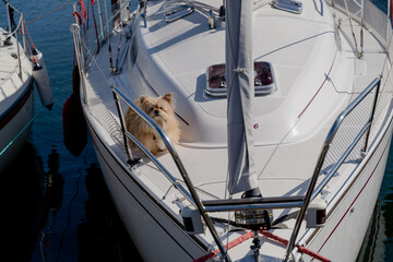 Yacht. A white yacht guarded by a small dog.