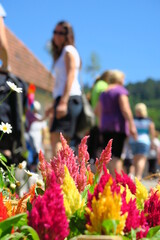 Slovac very colorful flower market with red, orange and yellow and beautiful lady in the background