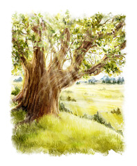 Watercolor summer green landscape with hills, oak tree and sunshine on the meadow grass isolated on white background. Hand drawn illustration sketch