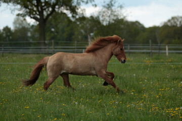 Fototapeta premium Islandpferde auf einer Wiese im Frühling in Nord Deutschland