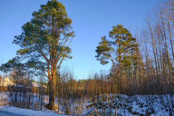 winter outdoor blue sky landscape sunlight