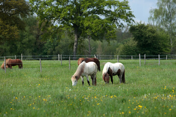 Fototapeta premium Islandpferde auf einer Wiese im Frühling in Nord Deutschland