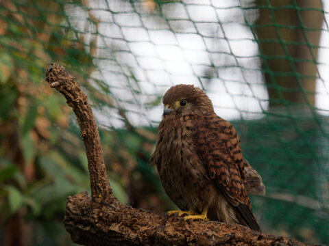 Rock kestrel staring out of a cage at a rehabilitation centre