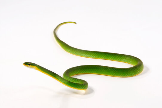Florida Rough Greensnake // Raue Grasnatter (Opheodrys aestivus carinatus)