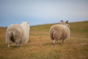 Fototapeta premium Mouton Islandais