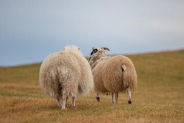 Obraz premium Mouton Islandais