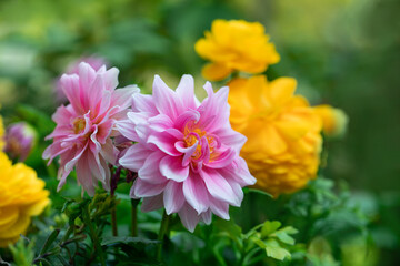 Dahlias and buttercups, pink and yellow spring flowers as decoration in the garden