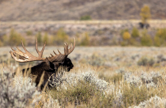 Bull Shiras Moose During the Rut in Grand Teton National Park Wyoming in Autumn
