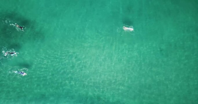 Top down view of swimmers moving across the open sea