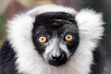 black and white ruffed lemur gets a close up on a sunny day in captivity © J.A.