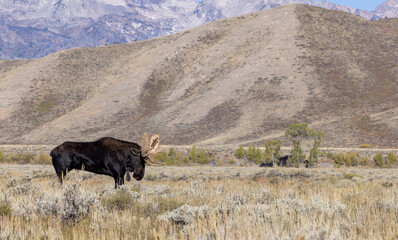 Bull Shiras Moose During the Rut in Grand Teton National Park Wyoming in Autumn