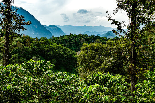 Paisaje de bosque mes&oacute;filo con monta&ntilde;as al fondo