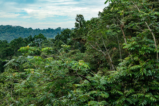 Paisaje de bosque mes&oacute;filo de monta&ntilde;a en Veracruz, M&eacute;xico