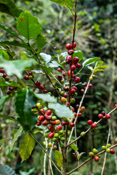 Fruto de caf&eacute; maduro en finca cafetalera