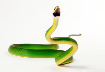 Raue Grasnatter // Florida Rough Greensnake (Opheodrys aestivus carinatus)