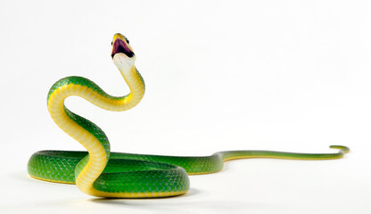 Florida Rough Greensnake // Raue Grasnatter (Opheodrys aestivus carinatus)