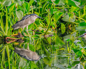 A black crowned night heron resting on a lake