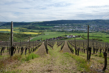 Fototapeta na wymiar Grapevines at springtime in the sunlight in a German vineyard with view to the Taubertal. 