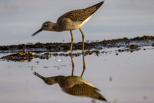 Lesser Yellowlegs 