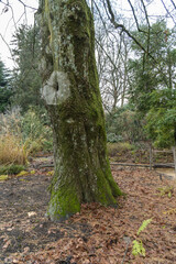 tronc d'abre et feuilles mortes