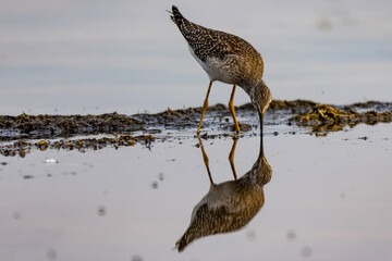 Lesser Yellowlegs 