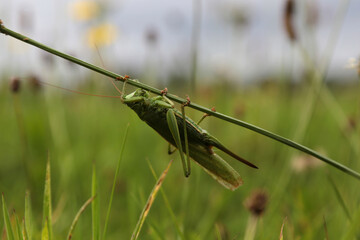 Grüne Heuschrecke an einem Grashalm auf einer Wiese