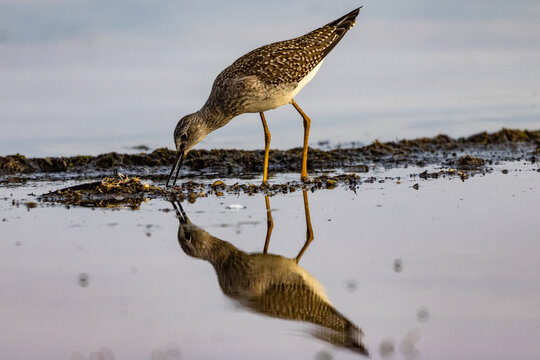 Lesser Yellowlegs 