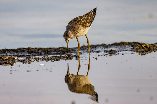 Lesser Yellowlegs 