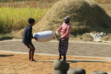 Village farmer are packging big bag with paddy or rice in the field.Daily lifestyle of village farmer.
