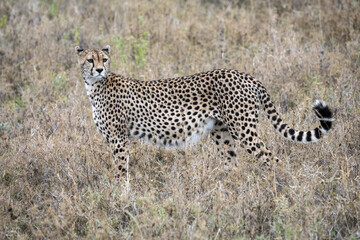 Cheetah in Serengeti National Park