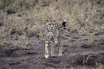 Cheetah in Serengeti National Park