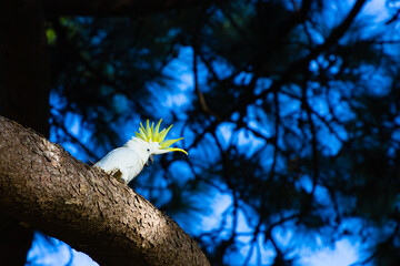 Yellow crested cockatoo with spread feathers on its head sitting on the branch and carefully...