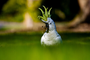 Obraz premium Sulfur crested cockatoo playing in the grass showing her beautiful yellow crest. Symbol of Australia. Sydney Park. 
