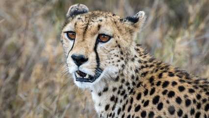Cheetah in Serengeti National Park