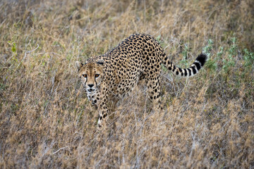 Cheetah in Serengeti National Park