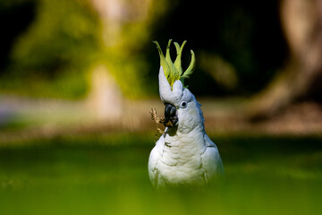 Sulfur crested cockatoo playing in the grass showing her beautiful yellow crest. Symbol of...