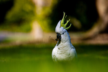 Sulfur crested cockatoo playing in the grass showing her beautiful yellow crest. Symbol of Australia. Sydney Park.  © Lens Down Under