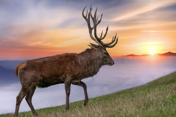 Rothirsch in einer Nebelwand
