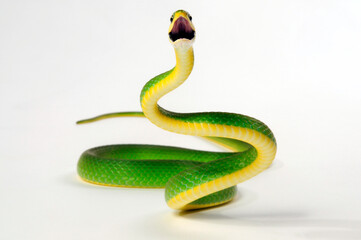 Raue Grasnatter // Florida Rough Greensnake (Opheodrys aestivus carinatus)